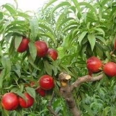 渭南市范家镇张琪：油桃5 元/斤