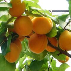 渭南市两宜镇张百强：金太阳杏