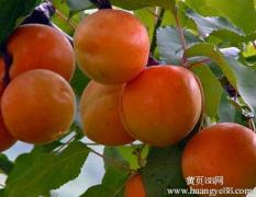 滨州：5月底6月初开始成熟黄金杏（金太阳）