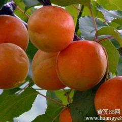 滨州：5月底6月初开始成熟黄金杏（金太阳）