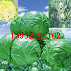 徐州市徐州沛张先生：绿球甘蓝1元/斤