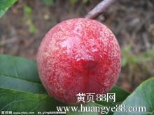 临沂市解植淋： 500亩油桃基地五一前大量成熟上市