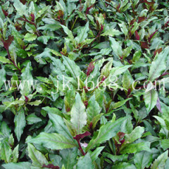 绍兴市环城西龚立萍：紫背菜