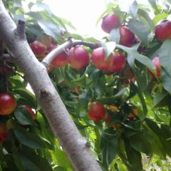 随州市随县陈明刚 ：油桃5月20日左右，正式上市