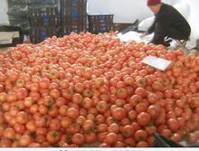 临沂市薛庄镇高占峰：欧冠1.9元/斤