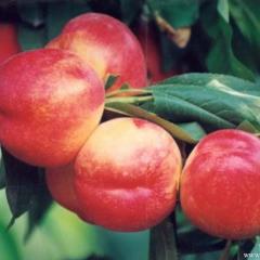 渭南市两宜镇李新峰：油桃