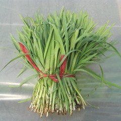 山西运城盐湖区王范乡姚张村大地韭菜0.65元/斤