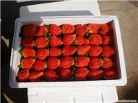   江苏草莓基地二茬草莓一个星期后大量上市