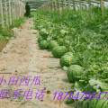 山东泗水西瓜基地欢迎你
