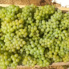 平度大泽山葡萄（白玫瑰葡萄）基地