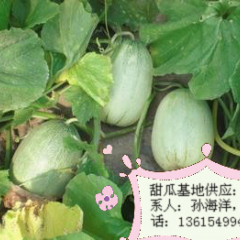 山东基地青皮甜瓜【一窝狼】上市了大量供应批发销售