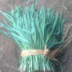 廊坊市李庄蔬王东跃：大棚头刀韭