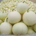 临沂市薛庄镇葛运军：京欣