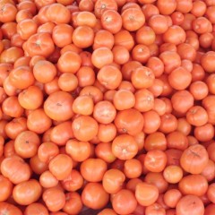 基地中心胡阳镇朱元涛：硬粉1.2元/斤