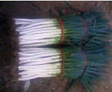 潍坊市刘家尧王金山铁杆大葱0.9-0.95元/斤