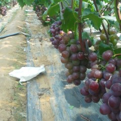 聊城市许营镇沙刘李雨供应藤稔