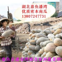 咸宁市潘家湾鲁豪杰：子弹头黑皮冬瓜