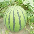 临沂市石莲子赵继涛：京欣1.9元/斤