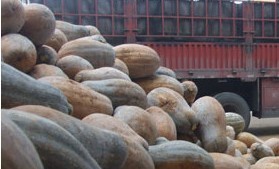 南宁市隆安县那桐镇代收南瓜，需要的老板请。