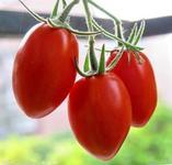 聊城市燕店康张先生：千禧小柿子4元/斤