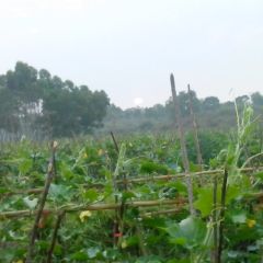 儋州市儋州市小曾：子弹头黑皮冬瓜0.52元/斤