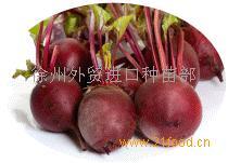 徐州市首羡镇张杰：黄皮洋葱0.9元/斤