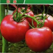 临沂市薛庄镇高占峰：欧冠