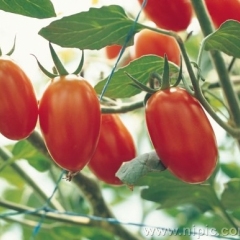 聊城市张鲁耿耿国军：千禧3.6元/斤