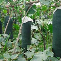 儋州市王五镇孙学卫：子弹头黑皮冬瓜0.35元/斤