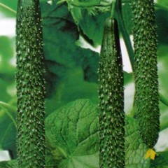 菏泽市张楼乔经理：中农1061元/斤