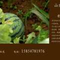 济宁市高峪.田业虎：西瓜