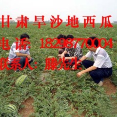 白银市高湾乡滕先生：旱沙地西瓜