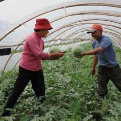 供应陕西大棚西瓜大棚西瓜价格