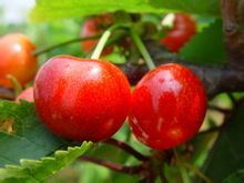 临沂市薛庄镇高占峰：红灯樱桃5月 成熟