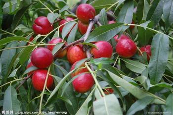 临沂市薛庄镇高占峰：中油5号油桃