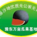  河南扶沟西瓜质量最好价格最低的批发地