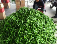 东台三仓特色蔬菜老何供销中心：特大青椒2.7斤