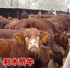 忻州市盛达奶牛养殖场：利木赞牛15元/斤