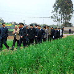 四川眉山市罗建明：小葱香葱1元/斤