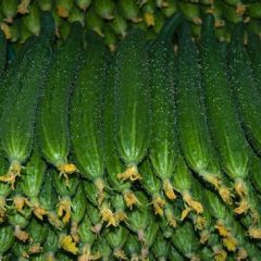 济南市曲堤镇张先生：代购黄瓜