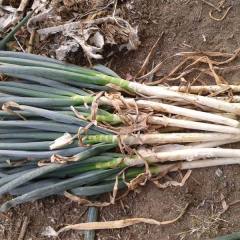 青岛市平度铁杆大葱六月下旬大量上市