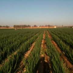 邯郸市马布村侯朋华：大葱0.6元/斤