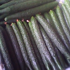 临沂市辛集镇谢瑞兆：德瑞特721黄瓜1.2元/斤