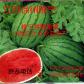 徐州市魏集西王先生：京欣元/斤