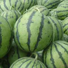 河北清苑西瓜大量供应