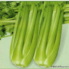 周口市任集乡杨斌：加州王（文图拉）0.65元/斤