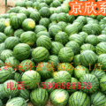 聊城市许营宋健：京欣西瓜５－１上市