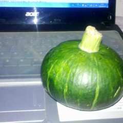 南宁市吴圩镇梁业强：早熟青南瓜99999元/斤