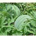 荆门市钟祥市流水镇关涛：黑美人0.15元/斤