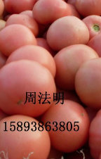 新乡市辛庄蔬周法明：豫艺粉冠1.8元/斤